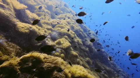 Fish swimming in the blue ocean Stock Footage 258654295