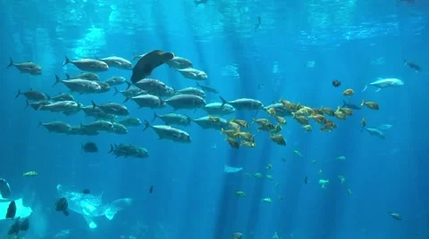 Fish swimming in blue waters.  Stock Footage 62641834