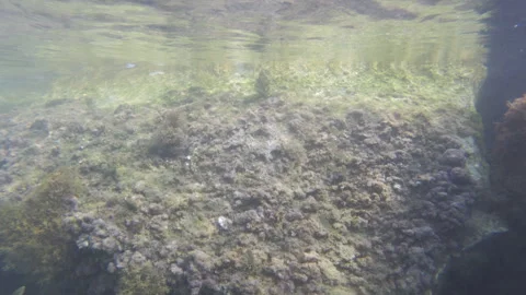 Fish swimming calmly in shallow ocean water over an algae covered rocky reef, Stock Footage 343096546