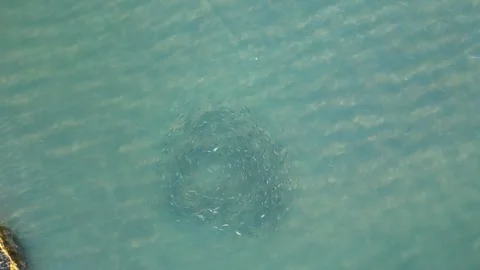 Fish swimming in a circle Video stock 278600461