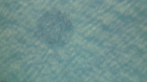 Fish swimming in a circle Video stock 278600688