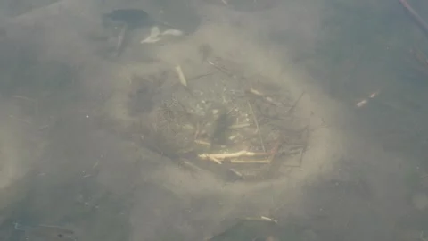 Fish swimming in circles over a cleared sandy nest underwater Vídeo Stock 340349063