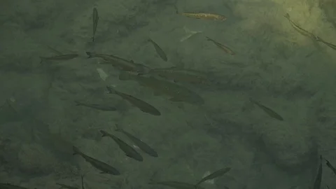 Fish swimming in a clean river close up Stock-Footage 94183082