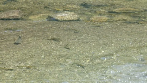 Fish swimming in the clean river 스톡 동영상 90959532