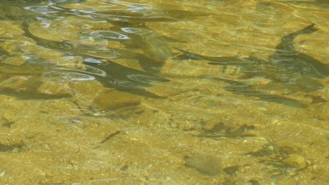 Fish swimming in the clean river Stock Footage 90961400