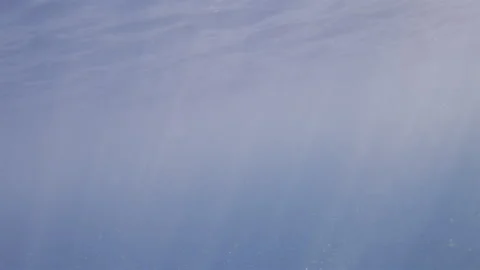 Fish swimming in clear blue ocean water, exploring submerged rocks covered in Stock-Footage 342785853