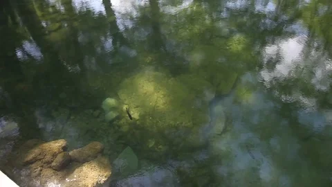 Fish swimming in a clear stream Stockbeeldmateriaal 76873539