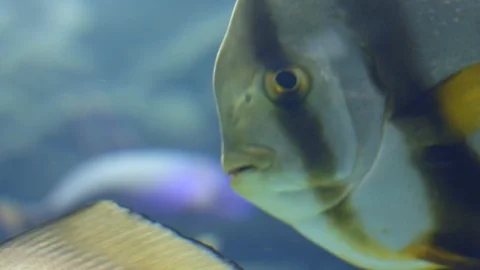Fish Swimming close up 库存影片 99707824