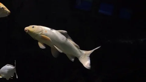 Fish swimming on dark background Vidéo 69901320