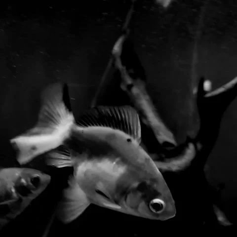 Fish Swimming in the Dark Video stock 284333809