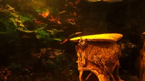 The fish is swimming down Stock Footage 42428929