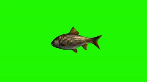 Fish swimming fast - 3 different views - green screen Vidéo 47472299