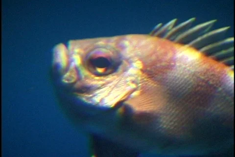 Fish Swimming  Stock Footage 297533
