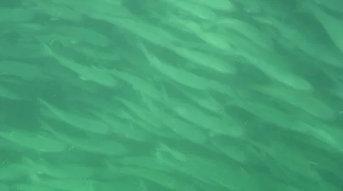 Fish Swimming Stock Footage 1056687