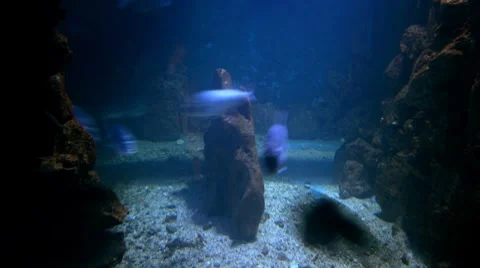 Fish swimming Stock Footage 7910261