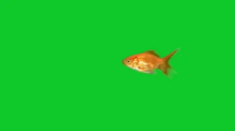 Fish swimming Stock Footage 8966532