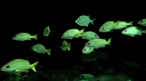 Fish Swimming Vidéo 12609866