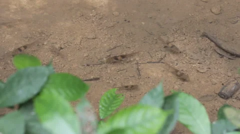 Fish swimming Stock Footage 34546135