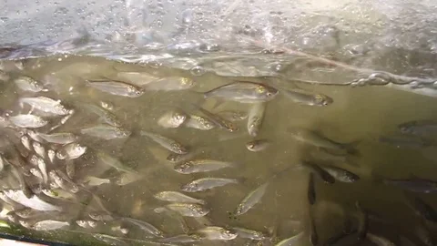 Fish is swimming Stock Footage 72975380