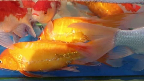 Fish is swimming Stock Footage 72975387