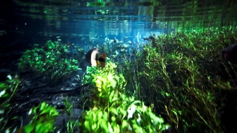 Fish swimming Video stock 74872857