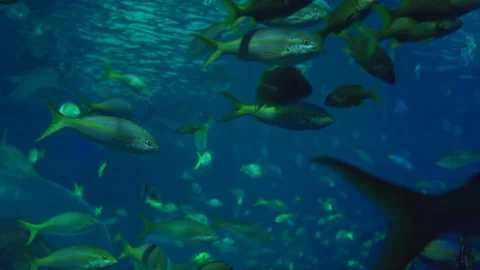 FIsh Swimming 動画素材 82877940