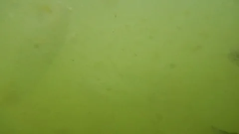 Fish swimming. Stock Footage 96067612