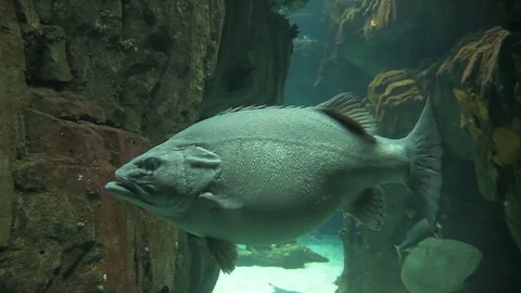 Fish swimming Stock Footage 112634169