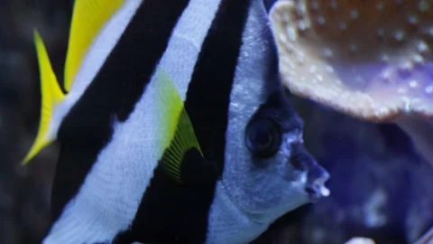 The fish is swimming 库存影片 120923887