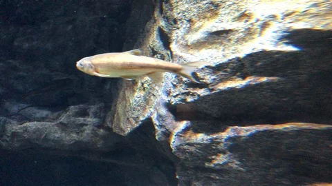 Fish Swimming Video stock 121724474