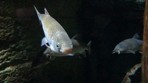 Fish Swimming Stock Footage 121724666