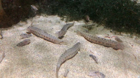 Fish Swimming Stock Footage 121724747