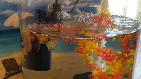 Fish swimming Stock Footage 128347979