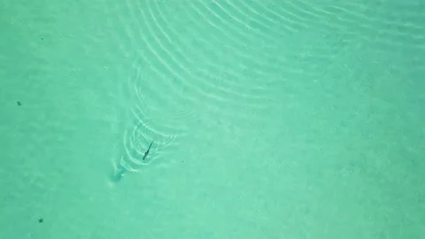 Fish swimming Stock Footage 152704917