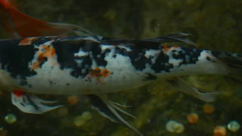 Fish swimming Stock Footage 282547561