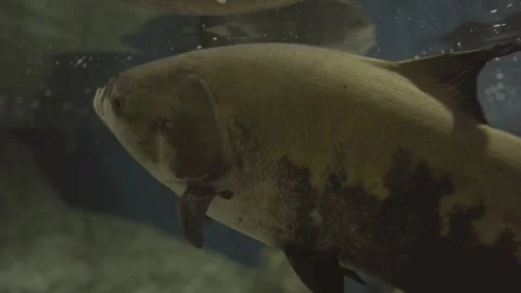 Fish swimming by Stock Footage 325820879