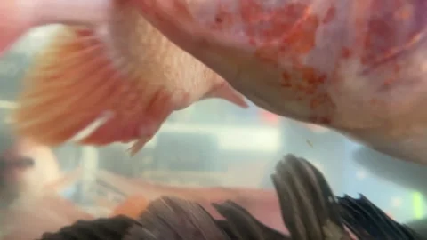 Fish swimming Video stock 344520271