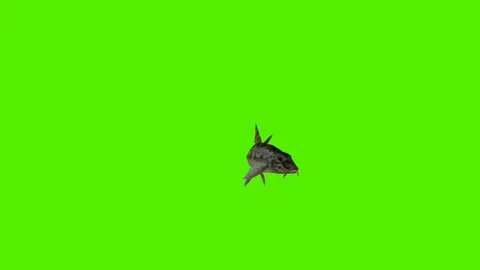 Fish swimming from front angle Video stock 246730778