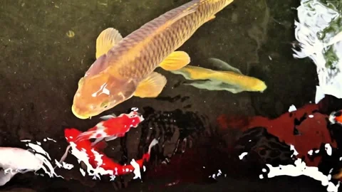 Fish swimming gracefully in a pond Stock Footage 295080622