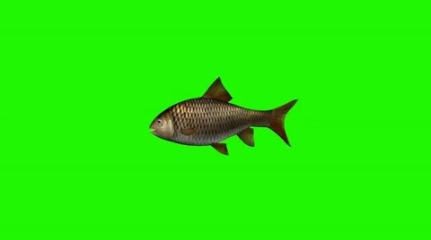 Fish swimming idle -3 different views - green screen Stock Footage 47472125