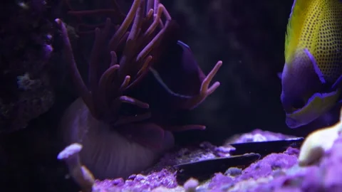 A fish swimming inside an anemone Stock Footage 294245748
