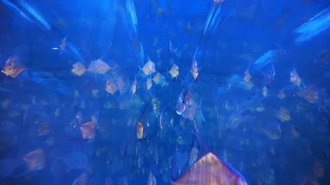 Fish swimming inside a large blue aquarium Stock Footage 99261632