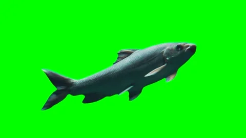 Fish swimming isolated on green background chroma key screen Stock Footage 331814309