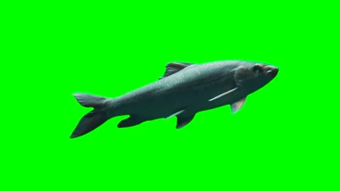Fish swimming isolated on green background chroma key screen Stock Footage 331814322