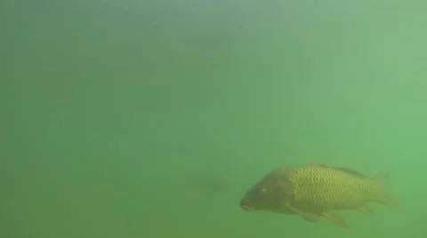 Fish swimming in a lake Stock Footage 41644887