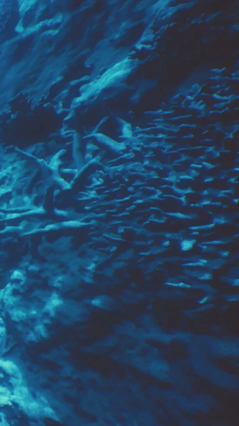 Fish swimming in large group in dark blue ocean water near sea floor 库存影片 341039032