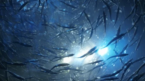 Fish Swimming in the light 库存影片 99707822