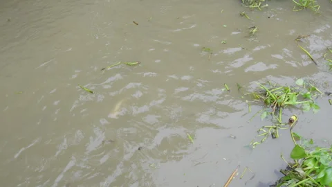 Fish swimming in muddy Chao Phraya river water Stock Footage 345859337