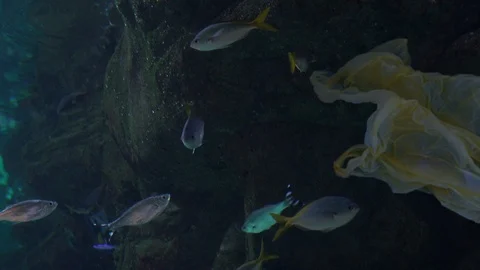 Fish swimming near plastic garbage. Pollution eco problem concept. Stock Footage 107534879