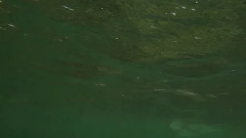 Fish swimming in the ocean Stock Footage 77803295